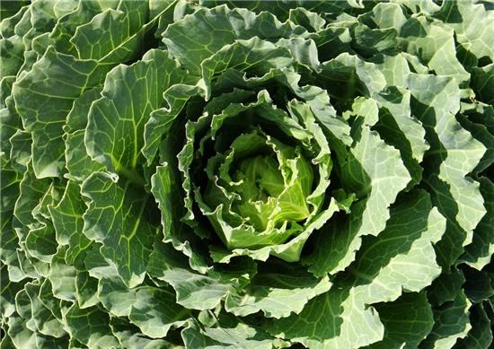 dưỡng da, chống oxy hóa, làm đẹp da, Hậu duệ mặt trời