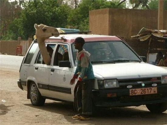 hinh anh "doc" chi co o nuoc nguoi ta hinh anh 2