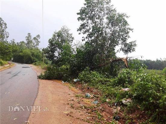 binh dinh: hang tram nha dan, chuong heo toc mai vi loc xoay hinh anh 2