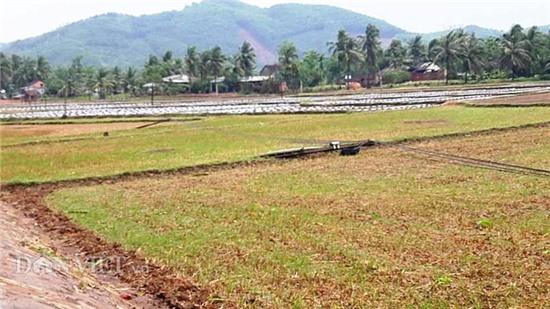 binh dinh: hang tram nha dan, chuong heo toc mai vi loc xoay hinh anh 4