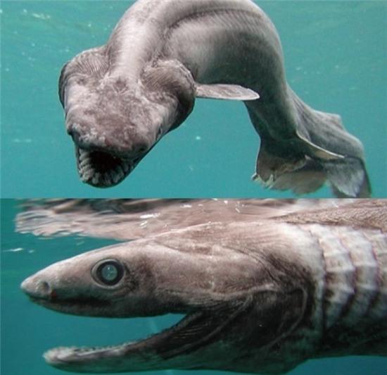 10 loai quai vat bien sau ky di nhat hanh tinh hinh anh 4