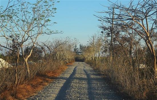 Mua he di nghi tron nang o dao Thanh An hinh anh 12