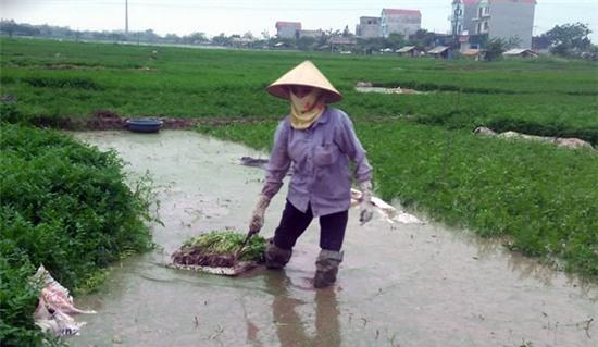Sự thực về thuốc siêu tăng trưởng phun rau cần 3 ngày là thu hoạch - Ảnh 1.