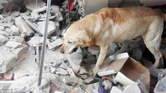 Chú chó gục chết vì kiệt sức tìm kiếm người bị nạn trong trận động đất Ecuador - Ảnh 2.