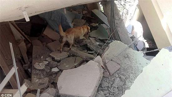 Chú chó gục chết vì kiệt sức tìm kiếm người bị nạn trong trận động đất Ecuador - Ảnh 3.
