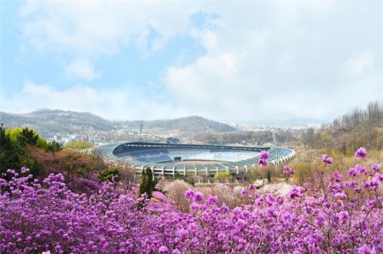 hoa-do-quyen-no-tim-ruc-cac-trien-doi-o-han-quoc-2