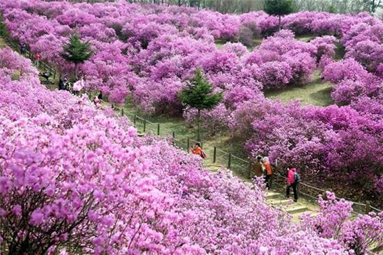 hoa-do-quyen-no-tim-ruc-cac-trien-doi-o-han-quoc-3