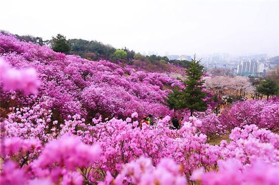 hoa-do-quyen-no-tim-ruc-cac-trien-doi-o-han-quoc-4