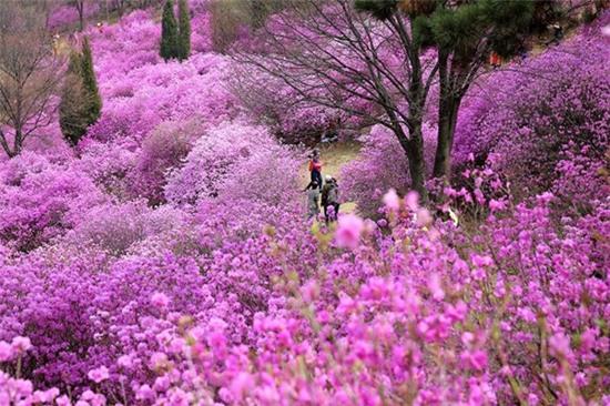 hoa-do-quyen-no-tim-ruc-cac-trien-doi-o-han-quoc-7