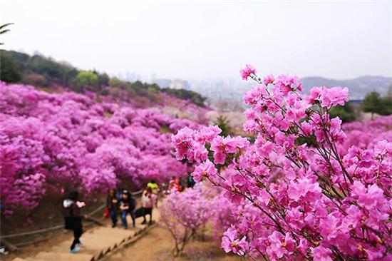 hoa-do-quyen-no-tim-ruc-cac-trien-doi-o-han-quoc-9