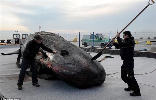 Sự thật bàng hoàng bên trong bụng của hàng loạt cá voi đột tử trên biển - Ảnh 3.