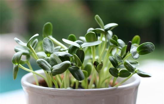 các loại rau củ nhiễm khuẩn2