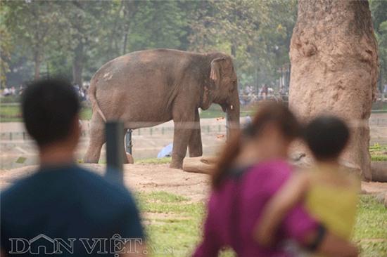 cac cong vien hà nọi chạt kín nguòi, qua tai trong dip nghi le hinh anh 9
