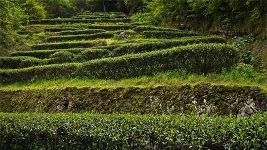  Những đồi trà ở khắp vùng Vũ Di Sơn. Ảnh: Alarmy 