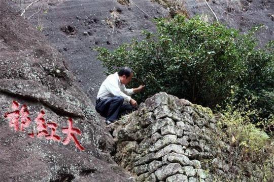  Vách đá có 3 chữ Đại Hồng Bào màu đỏ, nơi còn lại những cây Đại Hồng Bào cổ. Ảnh: whatsonxiamen.com 
