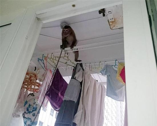 những hình ảnh chỉ có ở chung cư, chung cư Hà Nội, nuôi khỉ ở chung cư