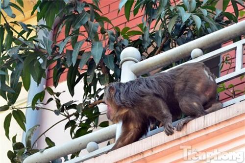 những hình ảnh chỉ có ở chung cư, chung cư Hà Nội, nuôi khỉ ở chung cư
