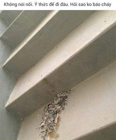 những hình ảnh chỉ có ở chung cư, chung cư Hà Nội, nuôi khỉ ở chung cư