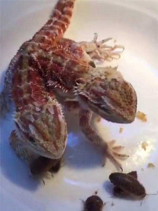 “quai vat” 2 dau 6 chan o trung quoc hinh anh 2