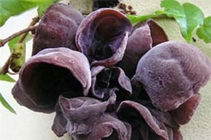 thực phẩm ngừa độc tố