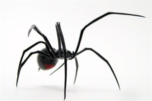 top 10 loai nhen doc nhat the gioi hinh anh 4