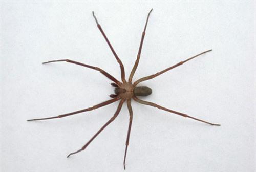 top 10 loai nhen doc nhat the gioi hinh anh 6