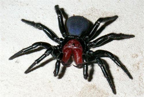 top 10 loai nhen doc nhat the gioi hinh anh 7