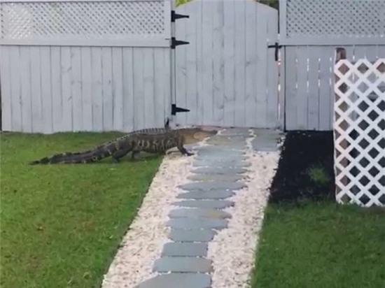 Cá sấu gõ cửa, dạo chơi lung tung trong khu dân cư - Ảnh 3.