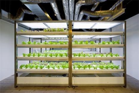 dezeen_pasona-urban-farm_17.jpg