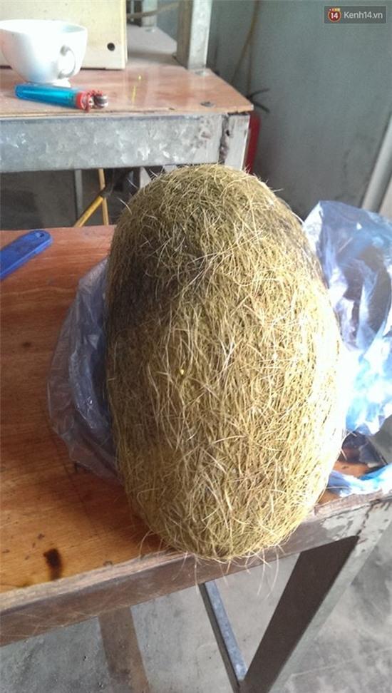 Hà Nội: Mổ heo ăn giỗ, phát hiện cát lợn khủng 2,8kg - Ảnh 1.