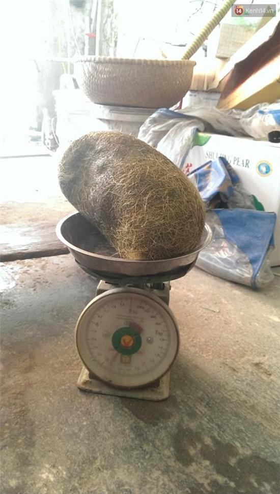 Hà Nội: Mổ heo ăn giỗ, phát hiện cát lợn khủng 2,8kg - Ảnh 3.