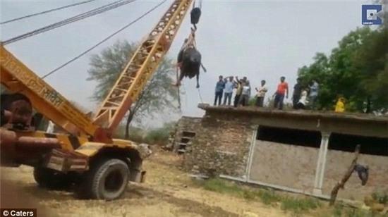 an do: trau treo len mai nha theo cach kho ngo hinh anh 1