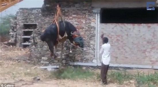 an do: trau treo len mai nha theo cach kho ngo hinh anh 2