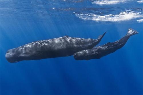 top 10 loai dong vat mang thai lau nhat hinh anh 3