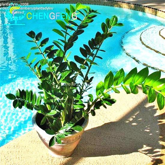 Cây kim tiền: loài cây có khả năng gây nguy hiểm cho trẻ em mà nhiều nhà vẫn thường trồng - Ảnh 2.