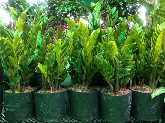 Cây kim tiền: loài cây có khả năng gây nguy hiểm cho trẻ em mà nhiều nhà vẫn thường trồng - Ảnh 4.