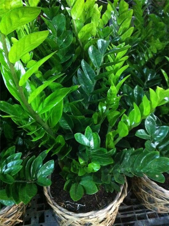 Cây kim tiền: loài cây có khả năng gây nguy hiểm cho trẻ em mà nhiều nhà vẫn thường trồng - Ảnh 5.