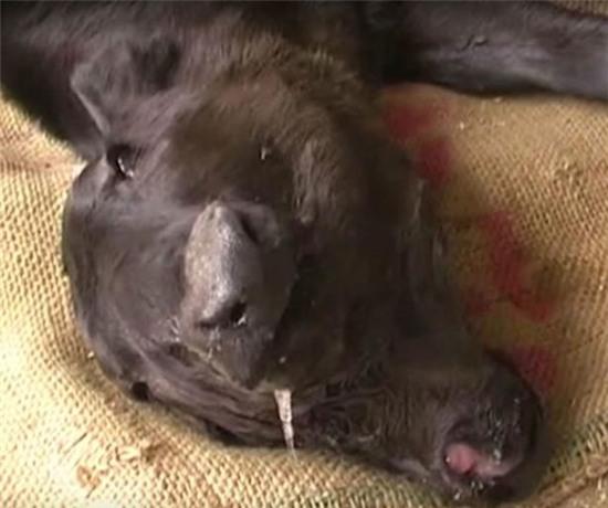 be hai dau ky di chao doi khoe manh o an do hinh anh 3