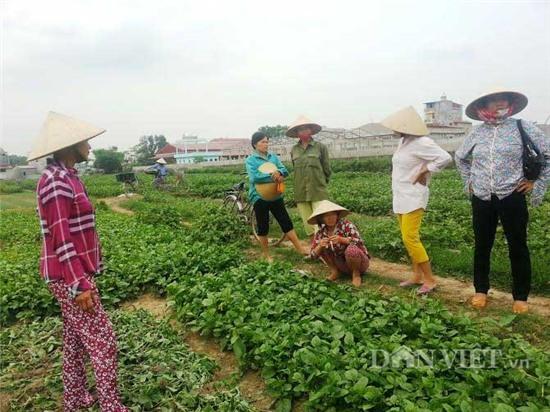 vu “dung choi quet len rau”: tuong trinh cua... nguoi cam choi hinh anh 1