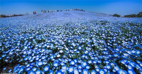 Những bông hoa mắt xanh đẹp đến nao lòng