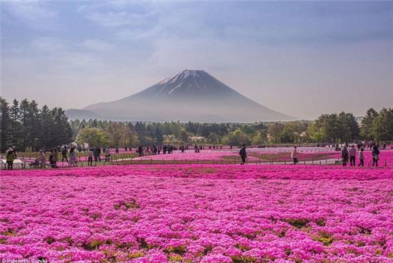 Công viên Hitachi còn được biết đến là thiên đường của nhiều loài hoa khác như thủy tiên vàng, tulip hay hoa chi anh