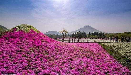 Thảm hoa chi anh ở công viên Hitachi