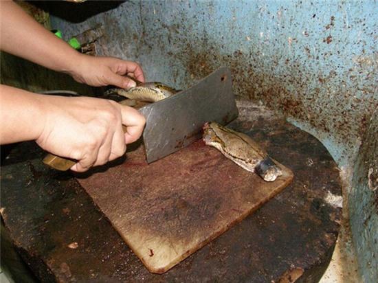 Thời trang đồ da: đẹp, sành điệu nhưng cũng là máu, là thịt, là mạng sống - Ảnh 10.