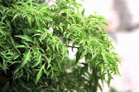 cây đinh lăng chữa bệnh