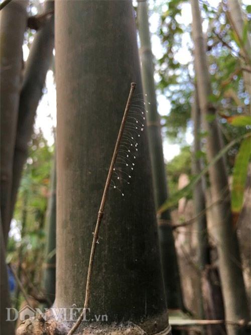 can canh loai hoa 3000 nam moi no mot lan hinh anh 5