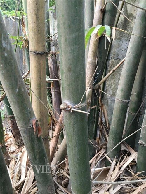 can canh loai hoa 3000 nam moi no mot lan hinh anh 6