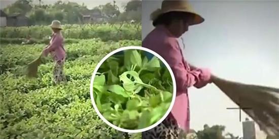 Dan trong rau o Thanh Hoa yeu cau VTV boi thuong hinh anh 1