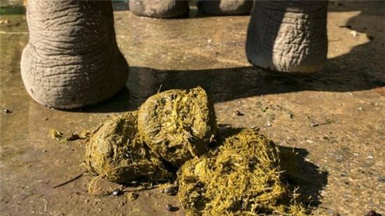 Ngã ngửa trước công nghệ làm thiệp từ phân voi ở Thái Lan - Ảnh 5.