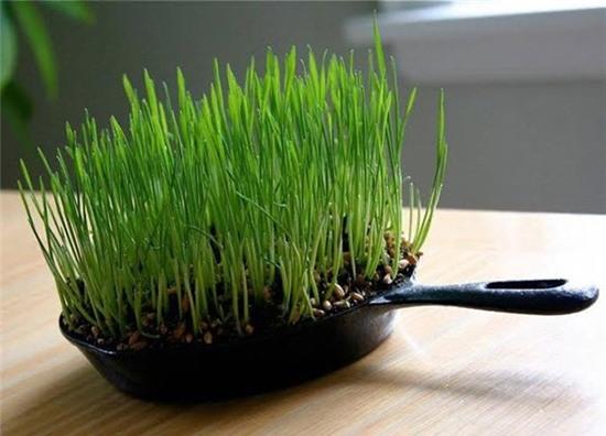 nhung y tuong gieo trong