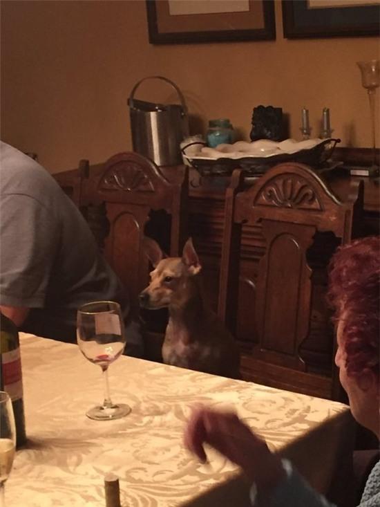 Chết cười với 17 chú chó thấu hiểu sâu sắc nỗi lòng chủ nhân - Ảnh 3.